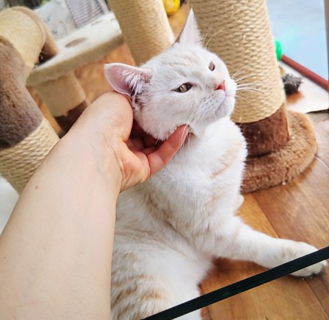 マンチカン