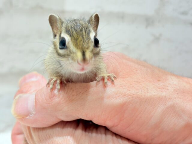 シマリス（ノーマル）