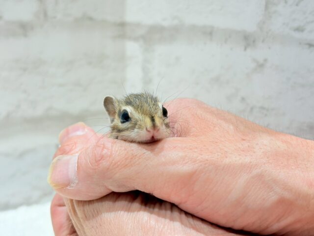 シマリス（ノーマル）