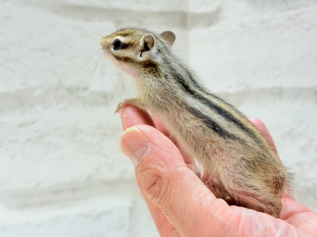 シマリス（ノーマル）