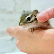 ちいさな手でしあわせ、いっぱい掴みます☆　シマリス　男のコ～～