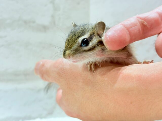 ちいさな手でしあわせ、いっぱい掴みます☆　シマリス　男のコ～～