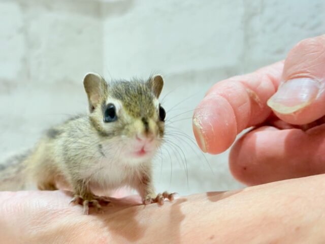 シマリス（ノーマル）