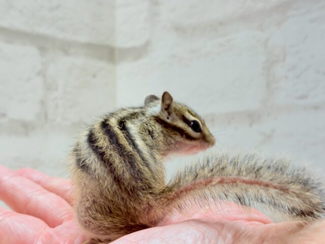 シマリス（ノーマル）