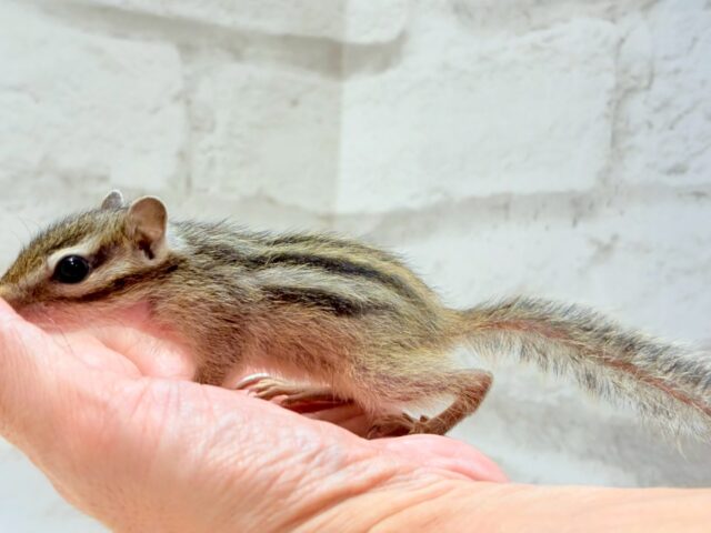 シマリス（ノーマル）