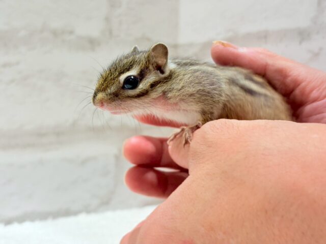 シマリス（ノーマル）