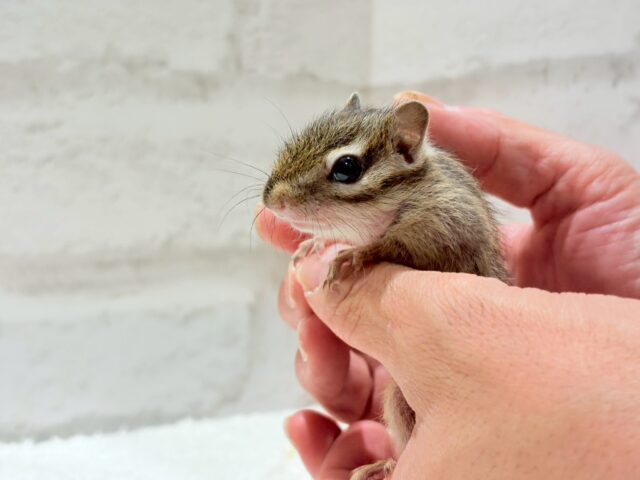 シマリス（ノーマル）