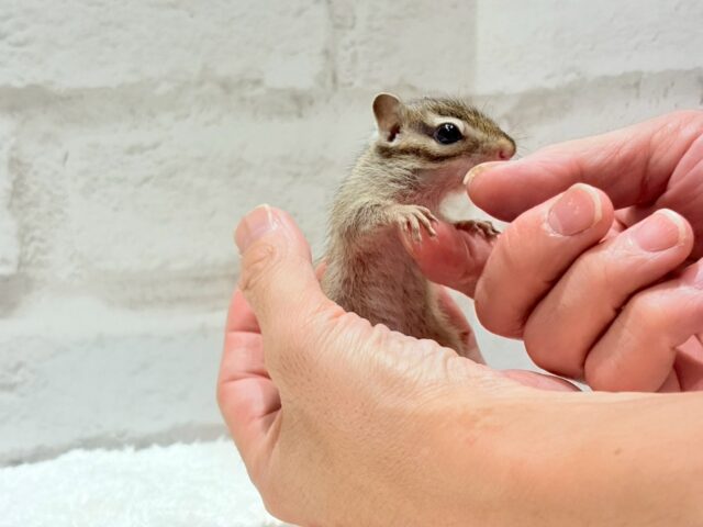シマリス（ノーマル）