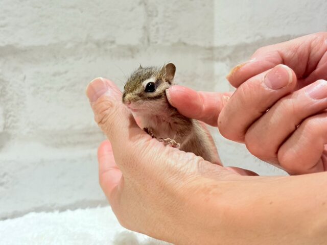 シマリス（ノーマル）