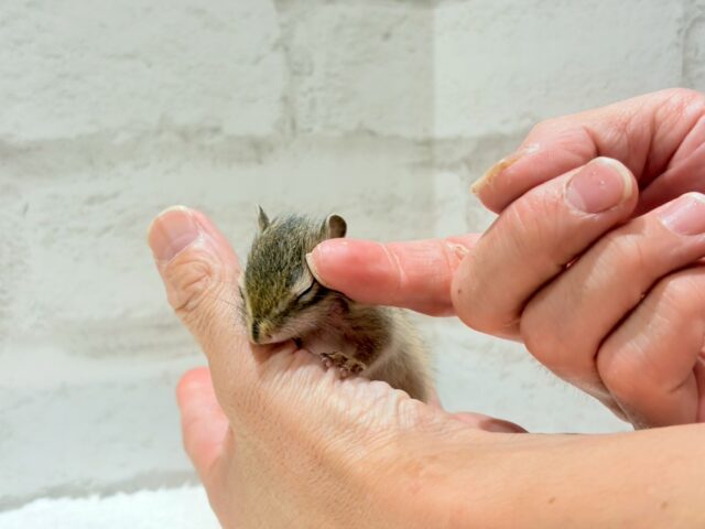 シマリス（ノーマル）