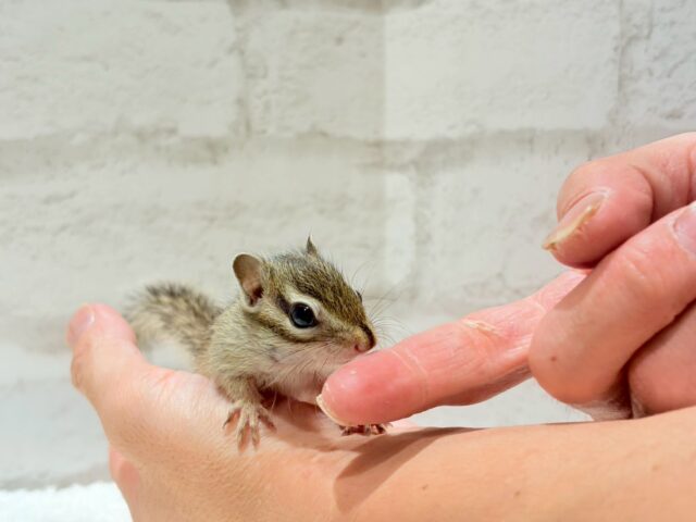 シマリス（ノーマル）