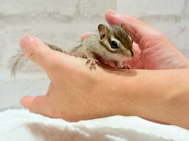 シマリス（ノーマル）