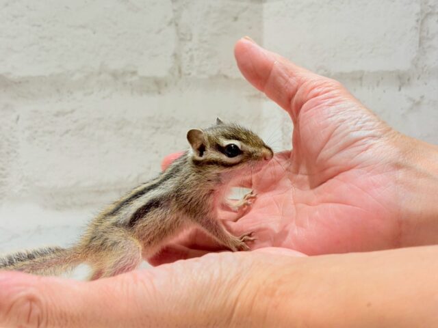 シマリス（ノーマル）