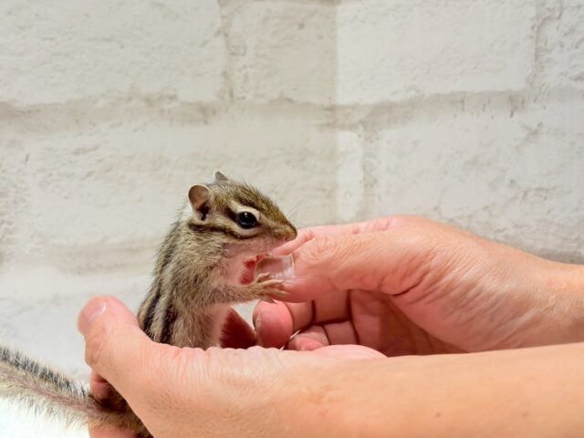 シマリス（ノーマル）