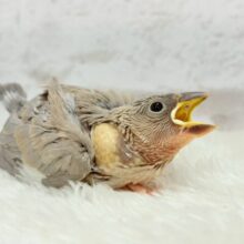 ｵﾗｵﾗｧ～～♪　お迎え来てよー(´ω｀*)　色変わり文鳥～～