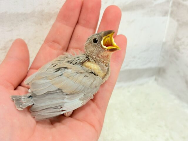 色変わり文鳥