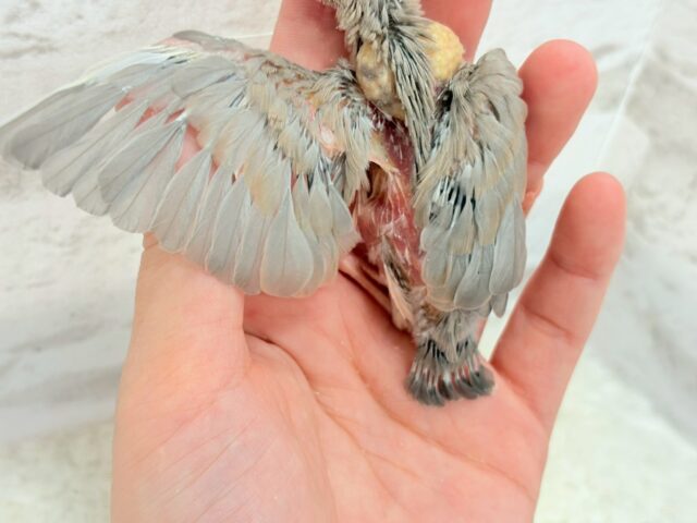 色変わり文鳥