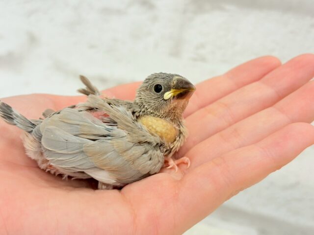 色変わり文鳥