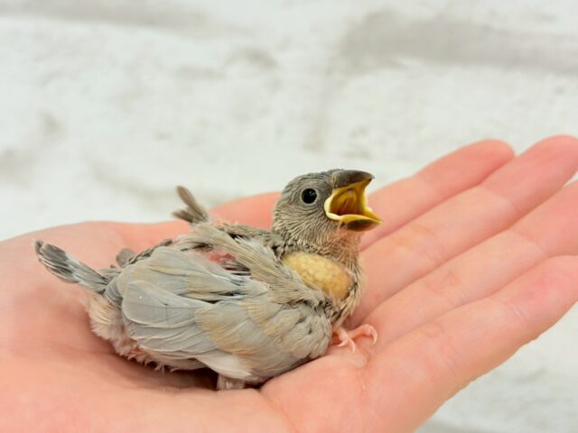 色変わり文鳥