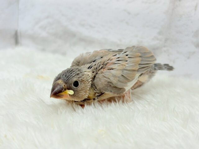 色変わり文鳥