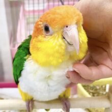 最新画像あり⭐️動画あり⭐️控えめな甘えん坊さん🥰　シロハラインコさん～❤️