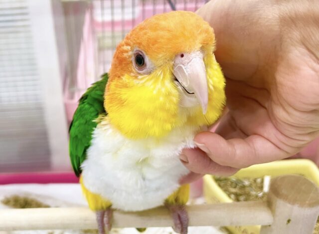 最新画像あり⭐️動画あり⭐️控えめな甘えん坊さん🥰　シロハラインコさん～❤️