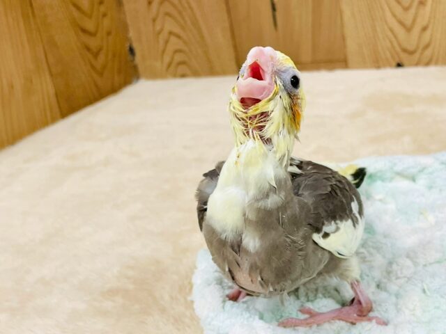 オカメインコ