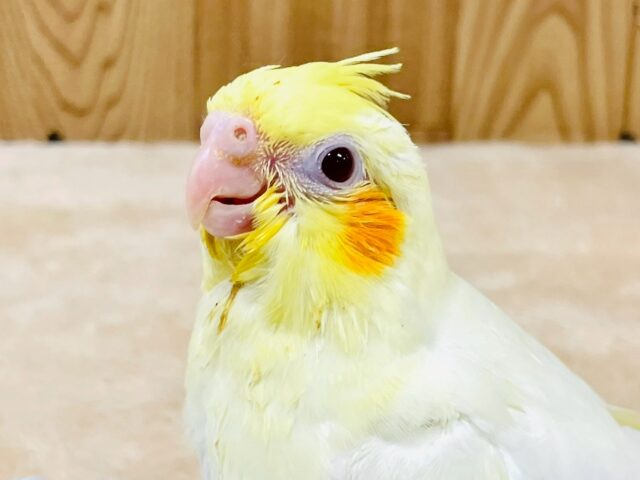 オカメインコ
