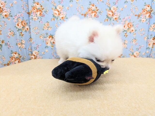 ポメチー（ポメチワ）