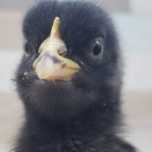 🐤縞縞が素敵！ブリモス入荷しました！