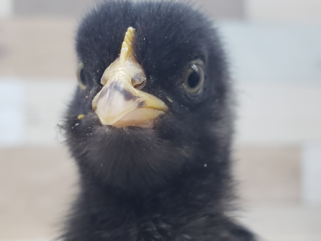 🐤縞縞が素敵！ブリモス入荷しました！