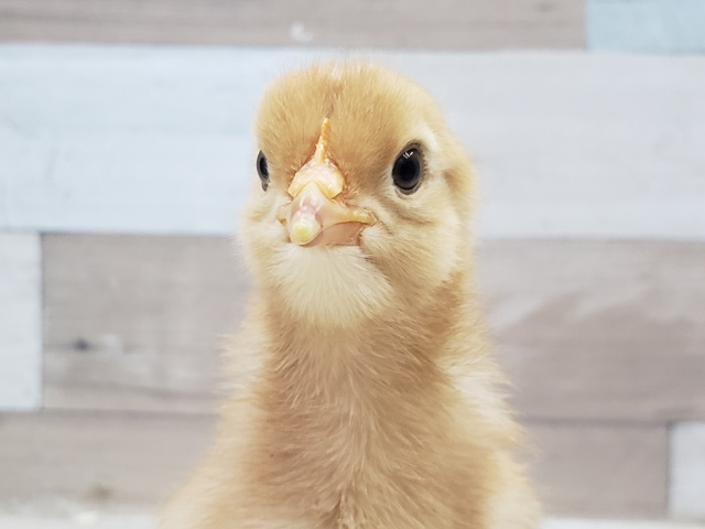 🐥定番の茶色！ポリスブラウン入荷です
