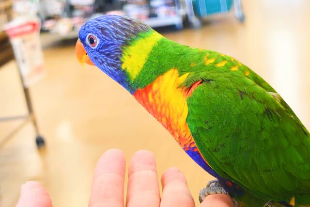ゴシキセイガイインコ