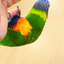 最新画像になります☆【動画更新🪄】ハッピーバード🦜💐ゴシキセイガイインコ　派手に動くよぉ～♪♬