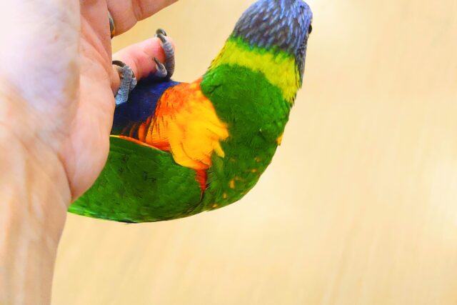 最新画像になります☆【動画更新🪄】ハッピーバード🦜💐ゴシキセイガイインコ　派手に動くよぉ～♪♬
