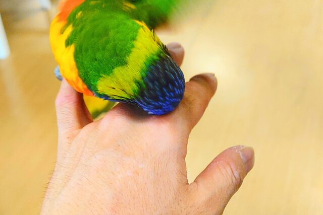 ゴシキセイガイインコ