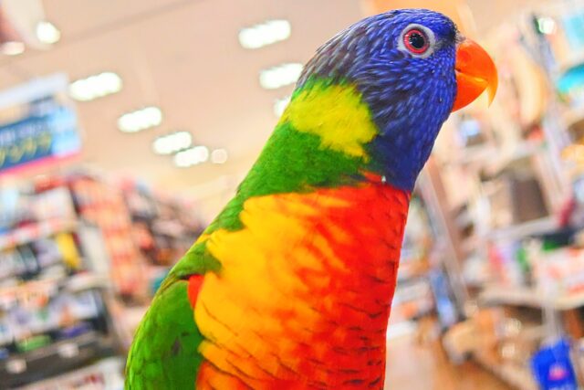 ゴシキセイガイインコ