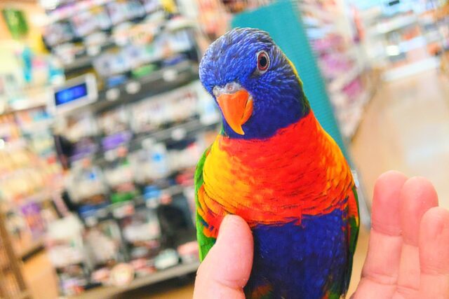 ゴシキセイガイインコ