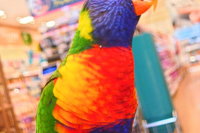 ゴシキセイガイインコ
