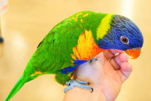 ゴシキセイガイインコ