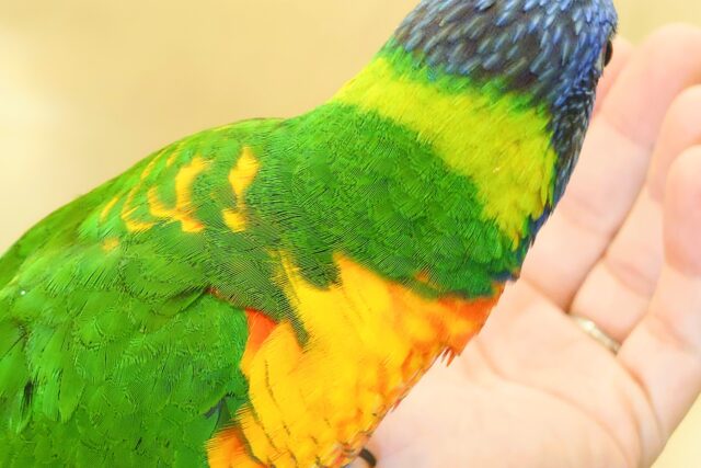 ゴシキセイガイインコ