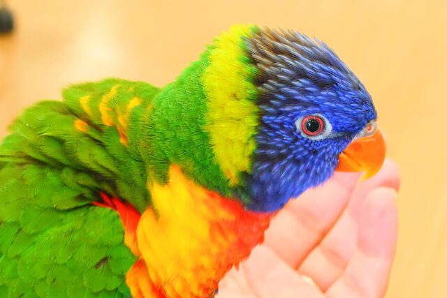 ゴシキセイガイインコ