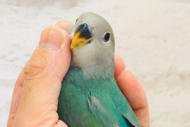 コザクラインコ（小桜インコ）