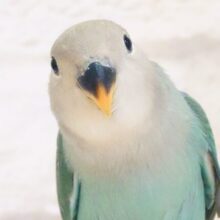 【最新画像更新🪄】ちゅるるんあい🫧コザクラインコ(ブルーチェリー) ヒナ