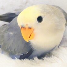 【最新画像更新🪄】黄色い帽子がよく似合う♡コザクラインコ(バイオレットパイド) ヒナ