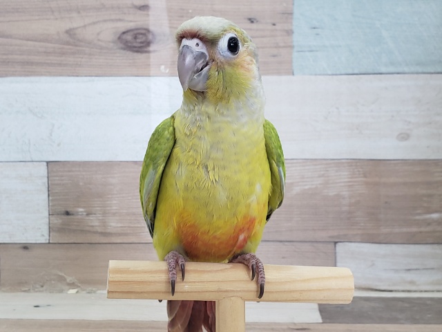 ホオミドリウロコインコ