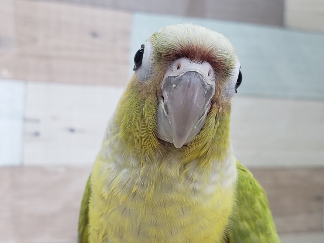 ホオミドリウロコインコ