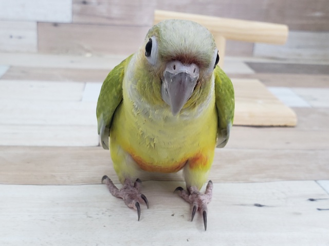 ホオミドリウロコインコ