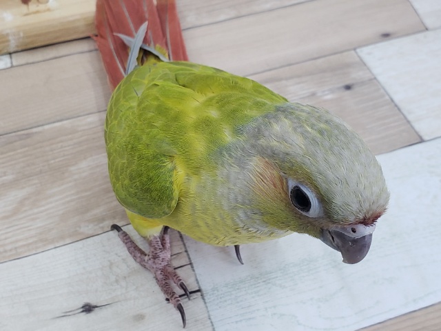 ホオミドリウロコインコ