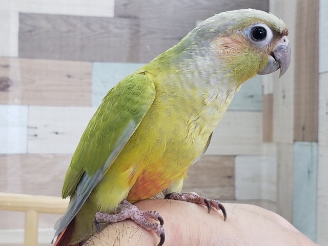 ホオミドリウロコインコ